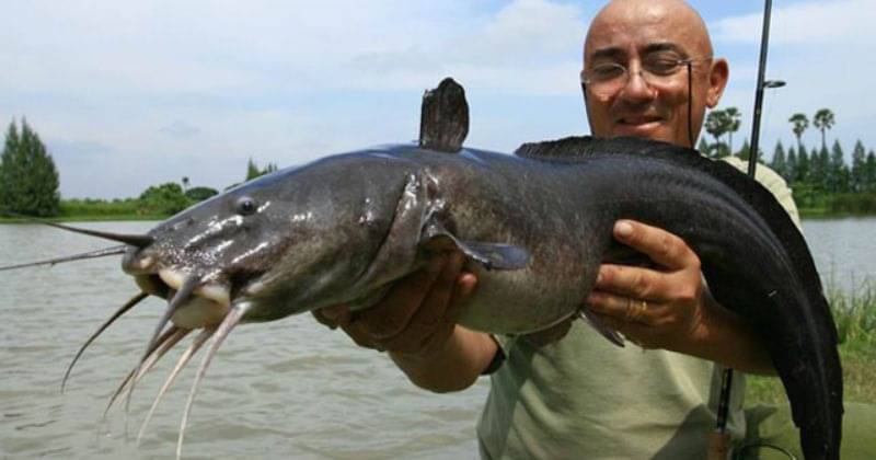 Attachment for 11 Manfaat Ikan Sembilang, Bisa Menurunkan Berat Badan!