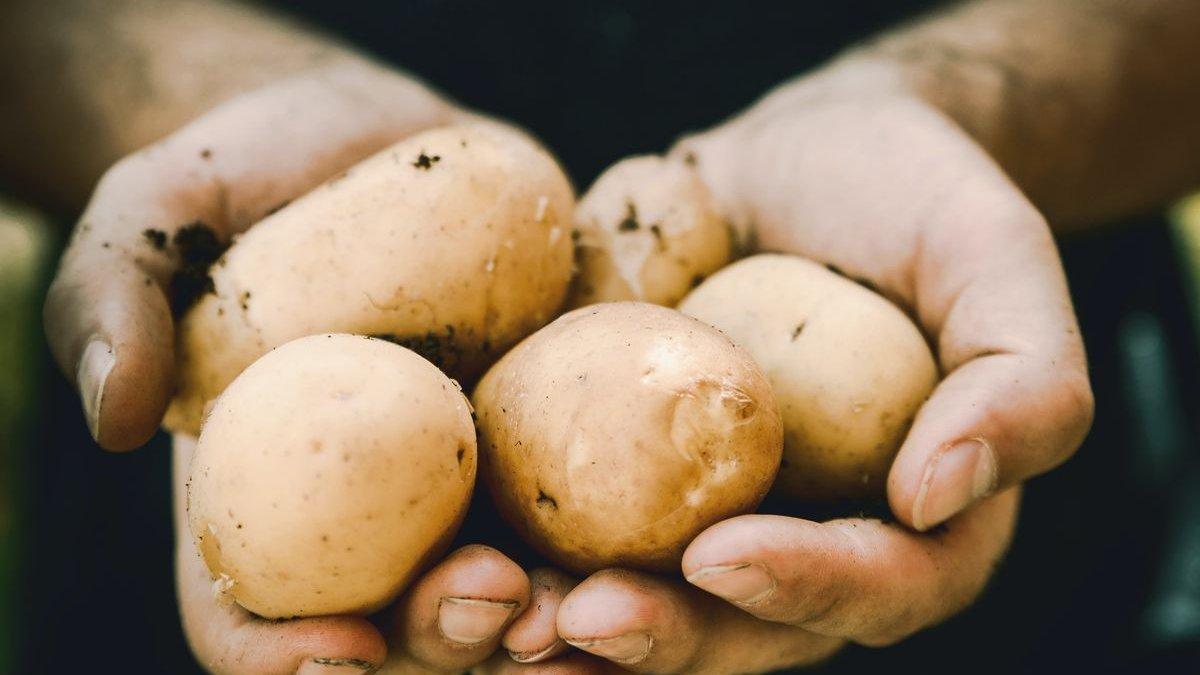 Attachment for 8 Tips Memudarkan Noda Hitam Bekas Jerawat dan Flek di Wajah dengan Bahan Alami