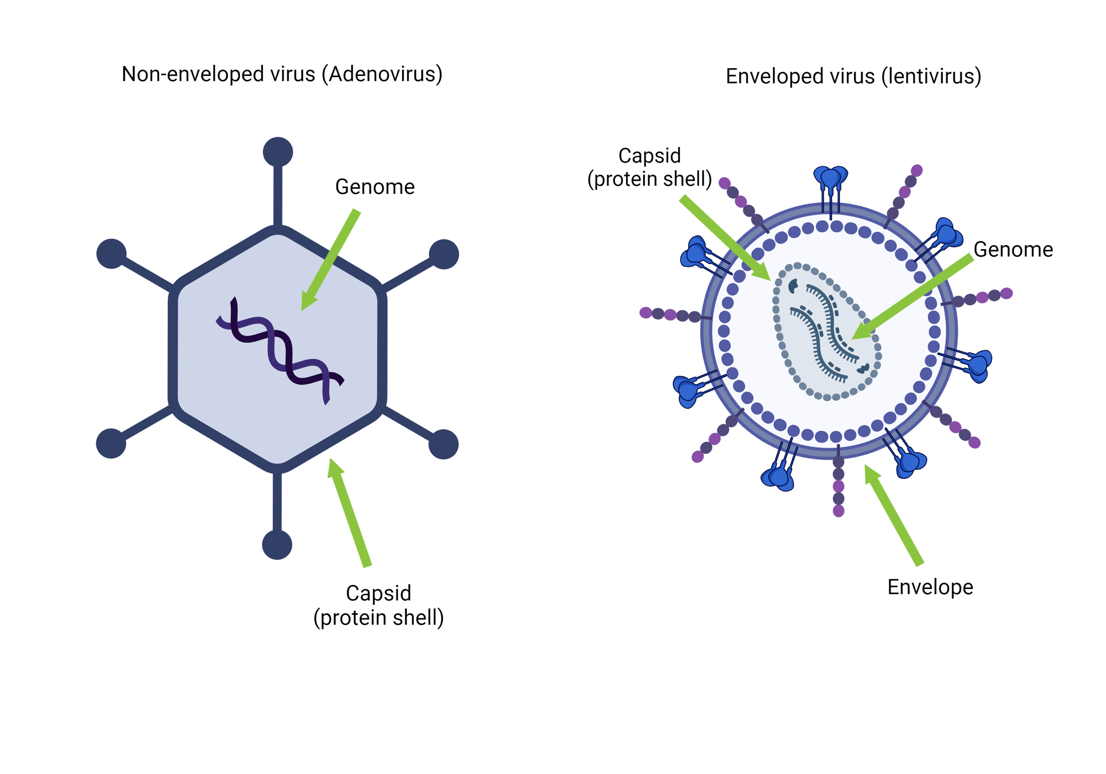 What is a virus_figure1-min.png