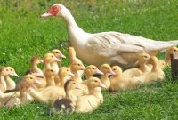 ducklings-chicks-mama-duck-160509.jpeg
