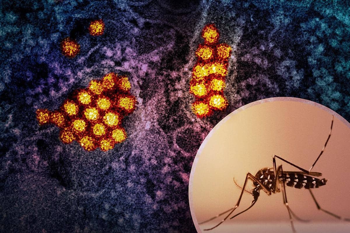 Attachment for Mengapa DBD Kedua Lebih Berbahaya?